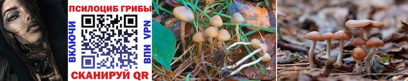 Псилоцибиновые грибы Psilocybine cubensis  Выборг 